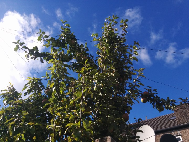 29629649000_761f7c030f_o