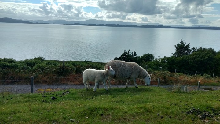 35211222450_8b5fe68aa7_o