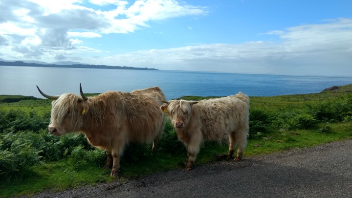 35251498170_92117aa576_o