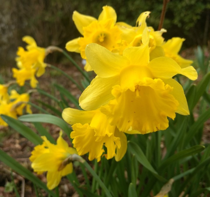 daffodil-12
