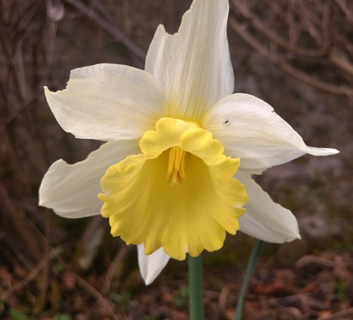 daffodil-13