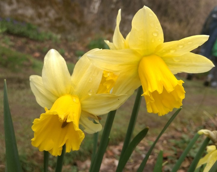 daffodil-14