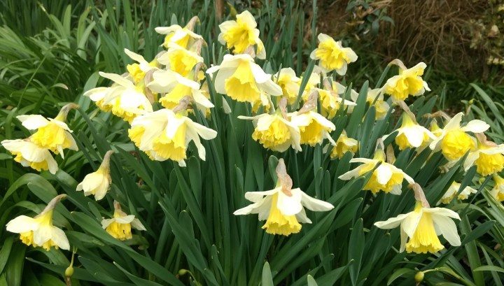 daffodil-17