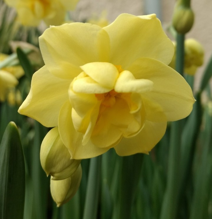 daffodil-21
