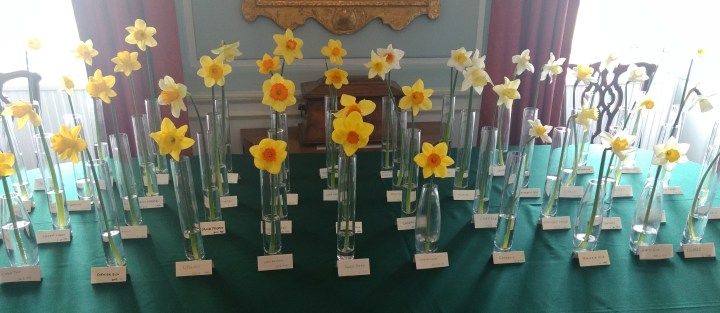 daffodil-25
