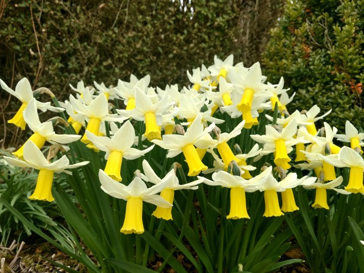 daffodil-3