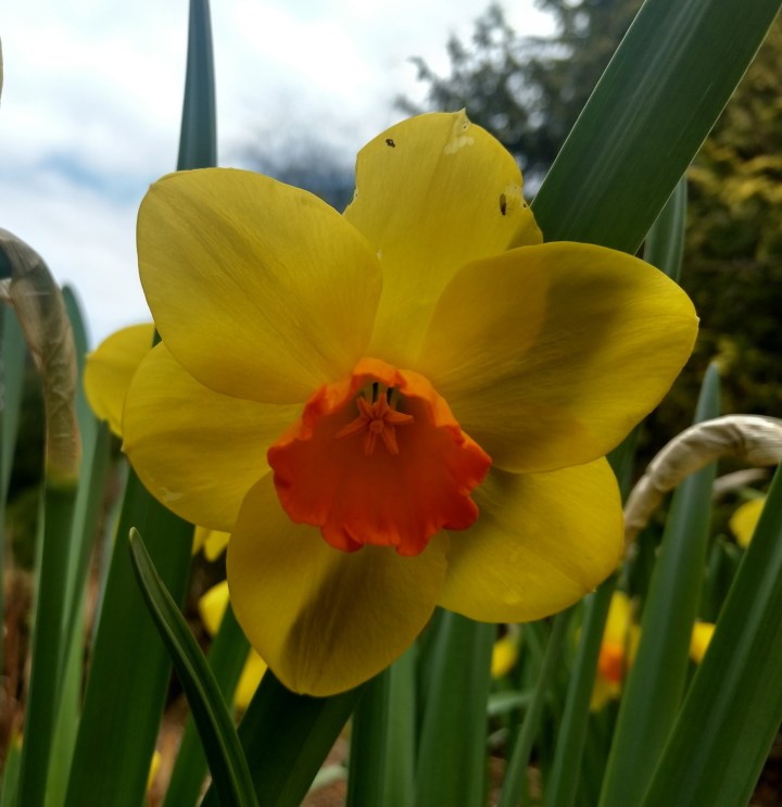 daffodil-8