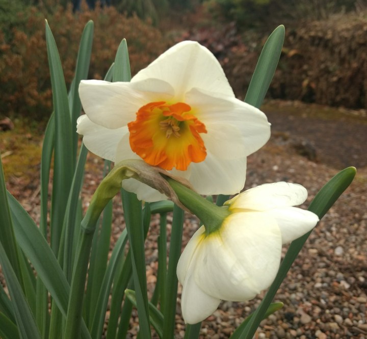 daffodil-9